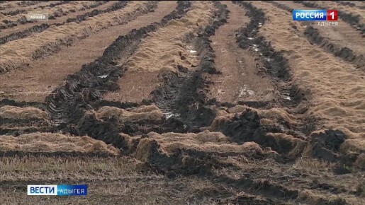 Уборка риса в Адыгее в этом году затянулась, как никогда