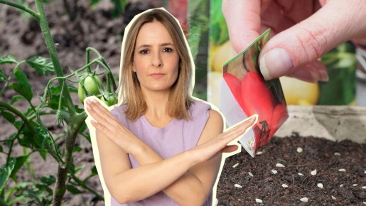 Эти сорта томатов вас разочаруют: даже не тратьте деньги на семена