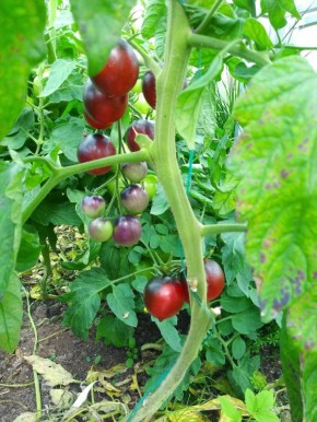 ��� ������ ������ ������������ �������: ������� � ������ �������