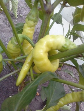 ������ ����� "������� ���": ������������ � �������� � �����