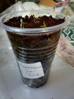 ��� ����������� ������������ ����� �������� ������ � �����������