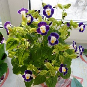 �������: ����������� ������� ��� ������ ��������� � ����