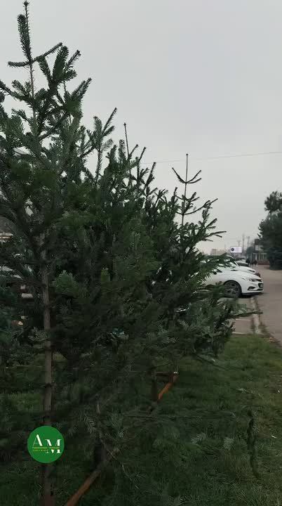 ��� ������� ����� ����: 5 �������