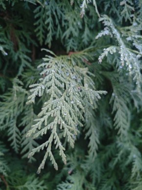 ������ � ������� �� 23 �������: