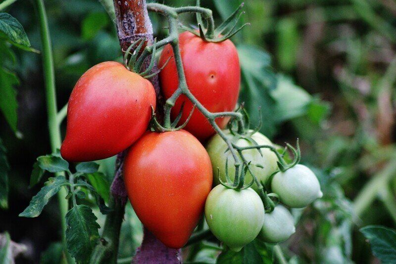 ���������� � ���������: ������ '������� �������' F1