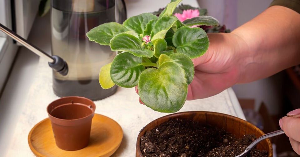 ��������� ����� ��� ������: ������ � ���������