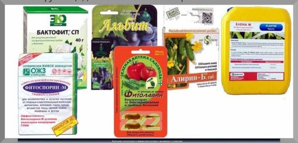 ������������: ������� ��������� ����������� � 2025 ����