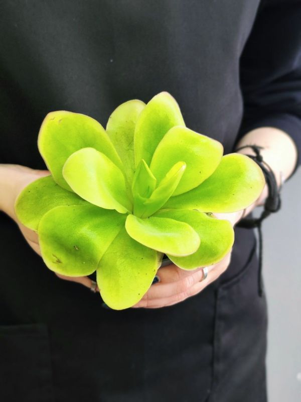 Как правильно пересадить жирянку: секреты ухода за удивительными хищными растениями