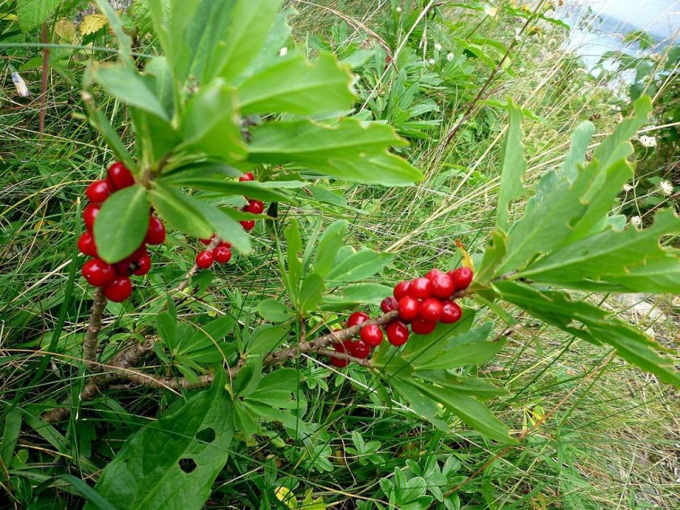 Скрытые угрозы вашего сада: растения, о которых стоит знать
