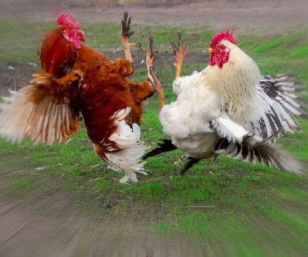 Как мирно уладить конфликтные ситуации: советы для каждого