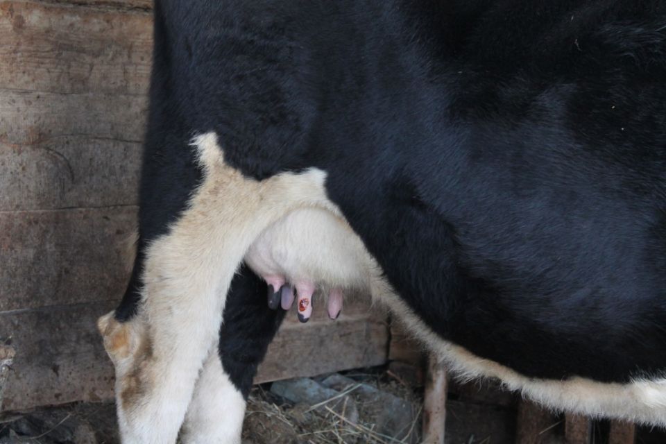 ���� �� ������ �������� ��������: ���� � ��������