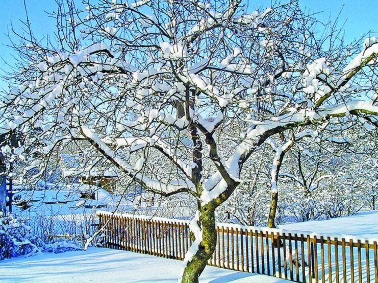 Лунный календарь: вдохновение для садоводов с 4 по 10 января 2026 года