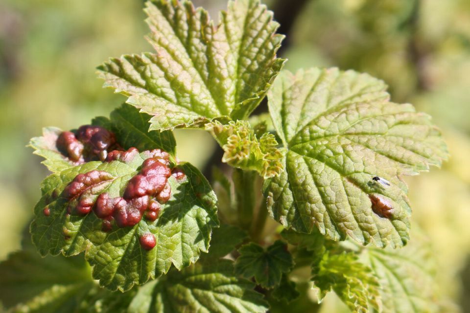 Как распознать и победить вредителей на смородине и крыжовнике