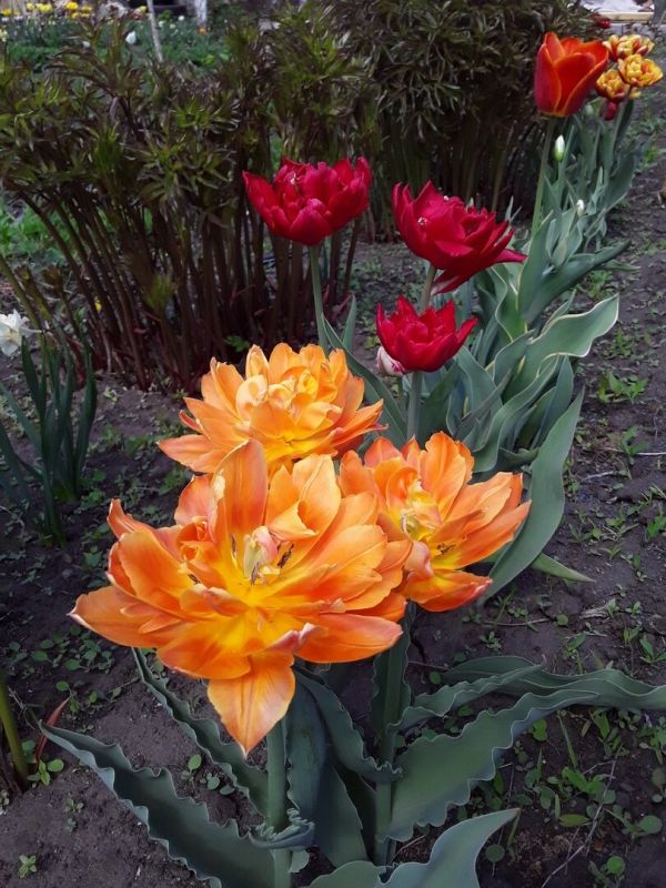 Как пионы становятся центром весеннего сада: секреты успешного соседства