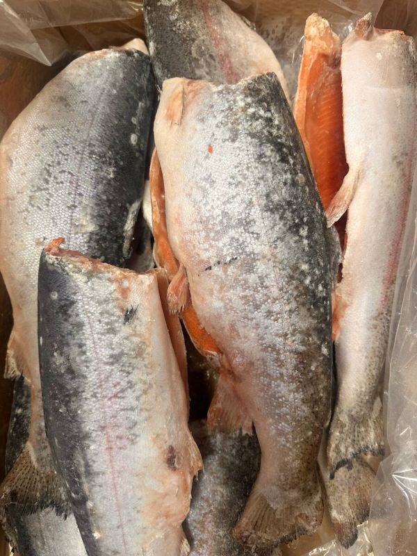 Форель из Мурманска: свежесть и качество по доступной цене