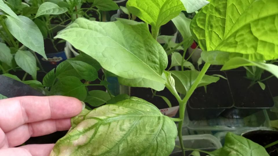 Необычное испытание: как перцы прошли мороз и выжили