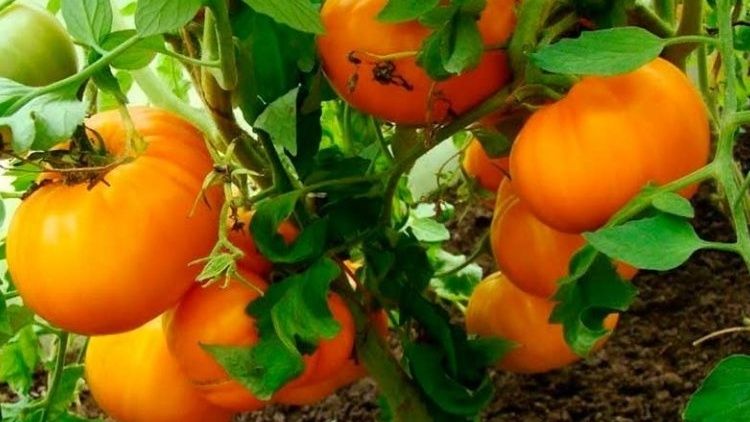 Оранжевые томаты: новые персонажи в саду и неожиданные открытия о их потенциале