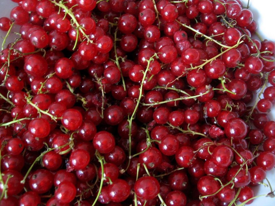 Как вырастить ведро смородины с одного куста: секреты профессионалов