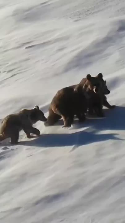 В Кавказском заповеднике с приходом снега и холодов медведи возвращаются в свои берлоги