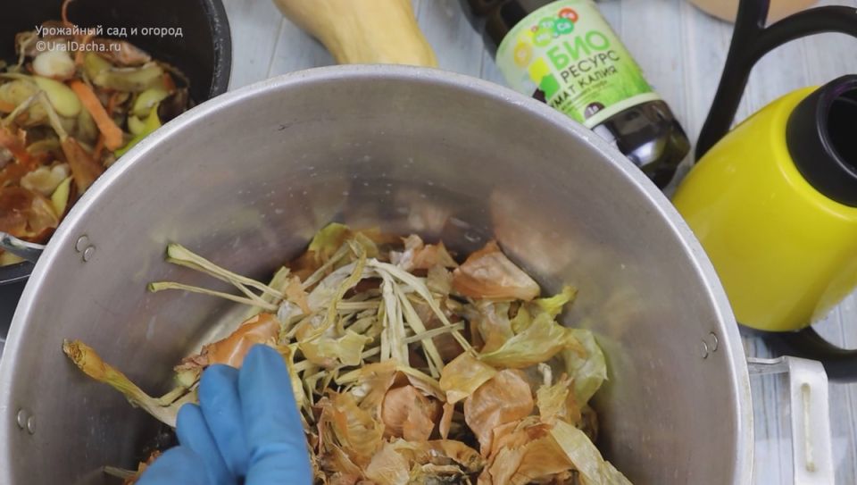 Луковая шелуха: неожиданный союзник в борьбе за здоровье домашних растений