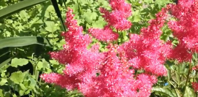 Как создать сад, который требует минимального ухода