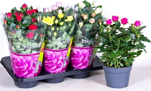 ��� ��������� ���������� ���� � ������