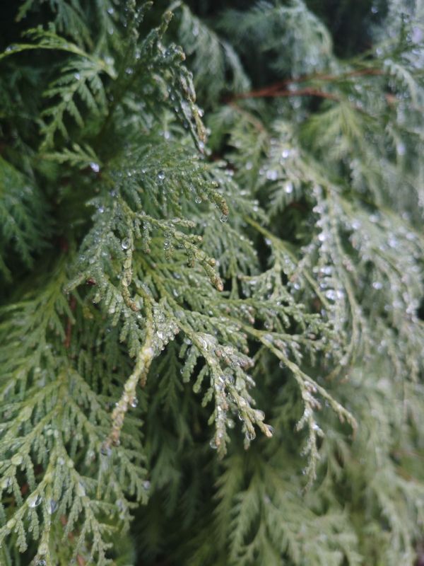 Погода в Майкопе на 12 января: