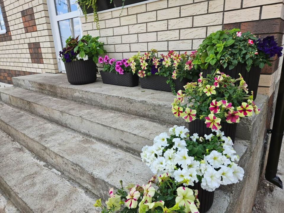 Как вырастить петунию: секреты крепких и ярких цветов