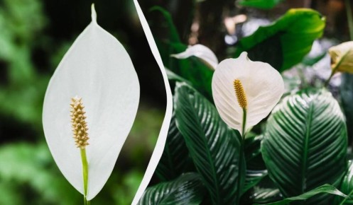 ������� ��������� �������� ������������: ��� ������ �������� ��������� � ������� �������