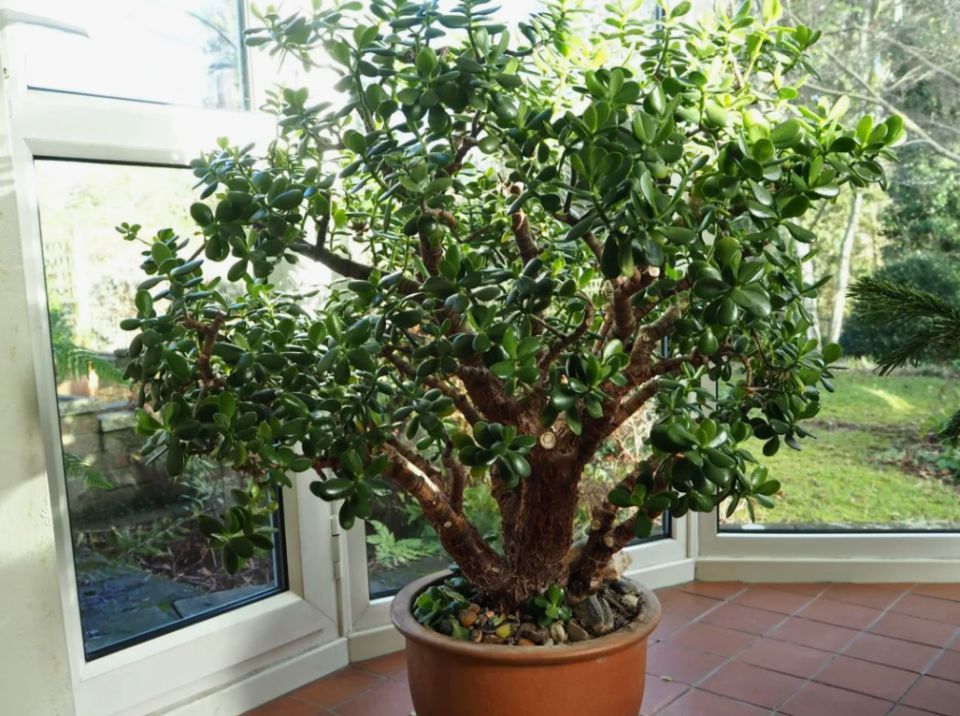 Как правильно ухаживать за толстянкой, чтобы привлечь удачу и финансовое благополучие