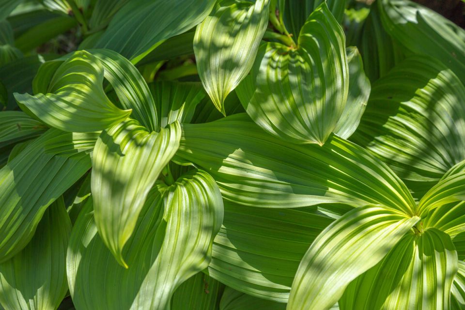Чемерица: Пышность и опасность в одном флаконе