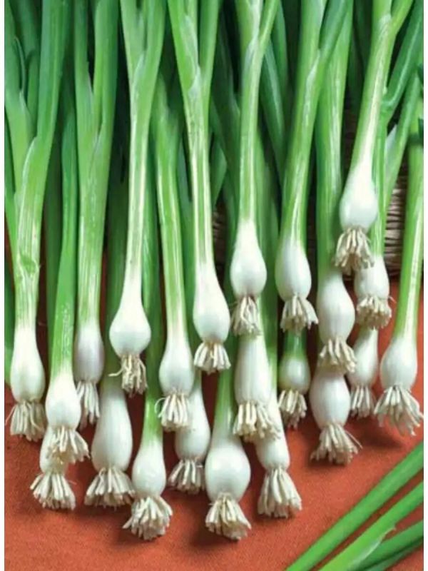 Зеленый лук: весенний витаминный источник на вашем столе