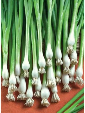 Зеленый лук: весенний витаминный источник на вашем столе