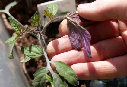 Томаты под угрозой: как восстановить растения после заморозков