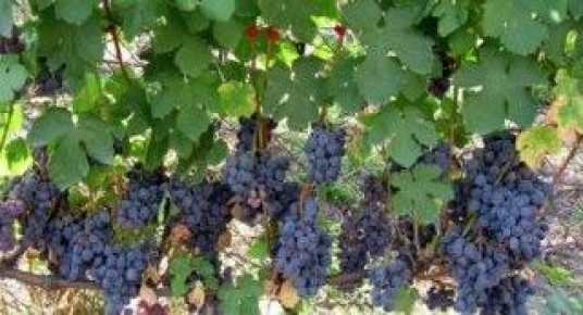 ����������� ����� ���������: ����������� � ������� ������ � ����������