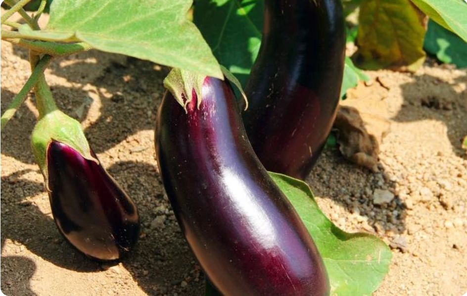 Ранние сорта баклажанов для теплиц и открытого грунта