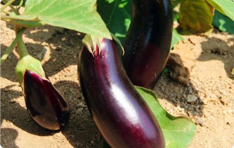 Ранние сорта баклажанов для теплиц и открытого грунта