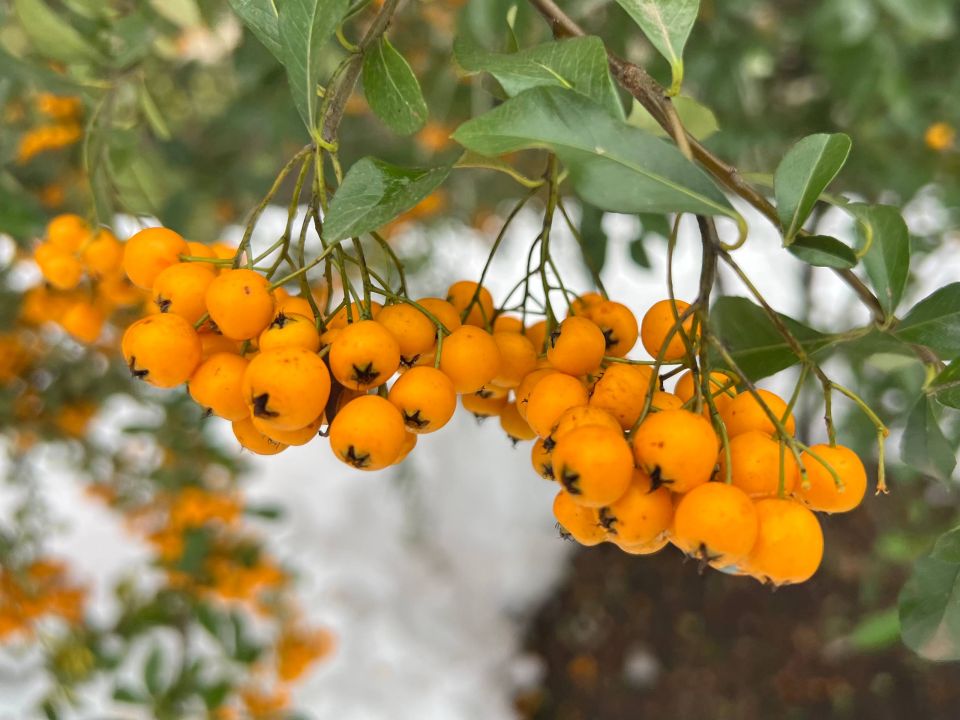 16 января в Адыгее возможен слабый снег
