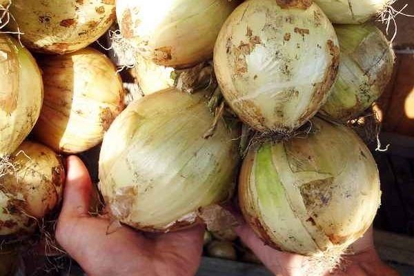 Лук Globo: Как стратегически обеспечить высокий урожай любимого овоща