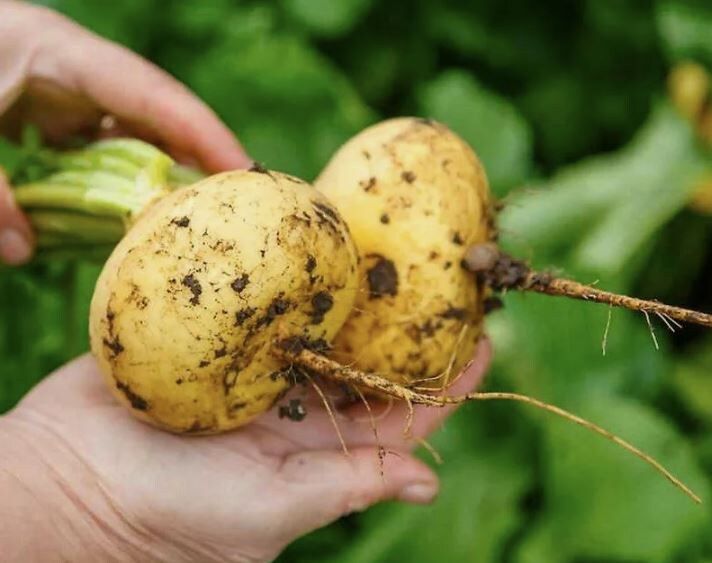 Как репа уступила место картофелю: история кулинарной эволюции