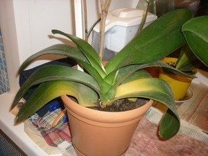 Причины пожелтения листьев орхидей