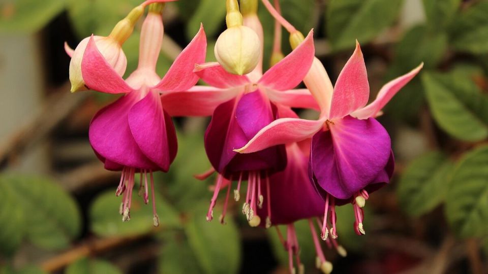 Фуксия: экзотика, которая покоряет сердца