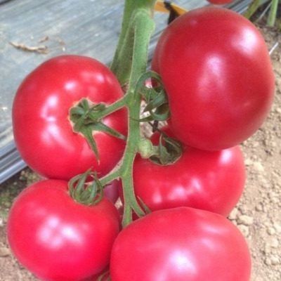 Эволюция томата Цетус: как этот сорт завоевывает сердца садоводов