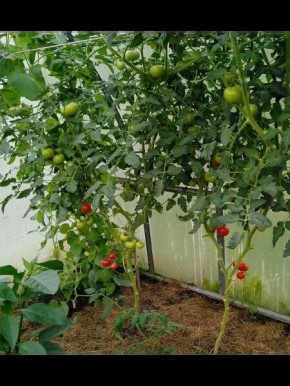 ������ �������: ������� ��������� ������ � �������� � ����� �� ����