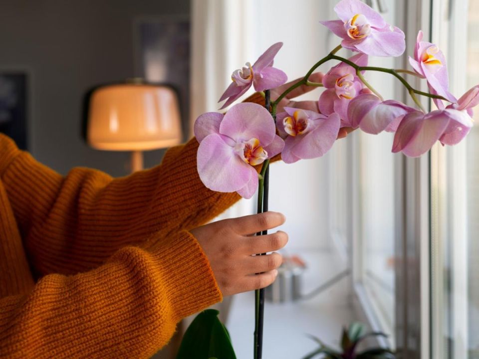 Как избавиться от плесени в горшках: простые советы для здоровья ваших цветов