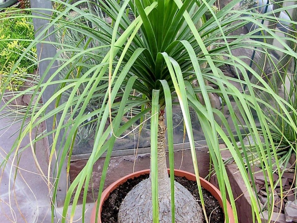 Чем может обернуться солнечная любовь для бокарнеи?