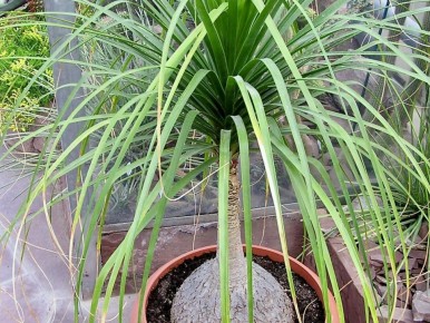 ��� ����� ���������� ��������� ������ ��� ��������?