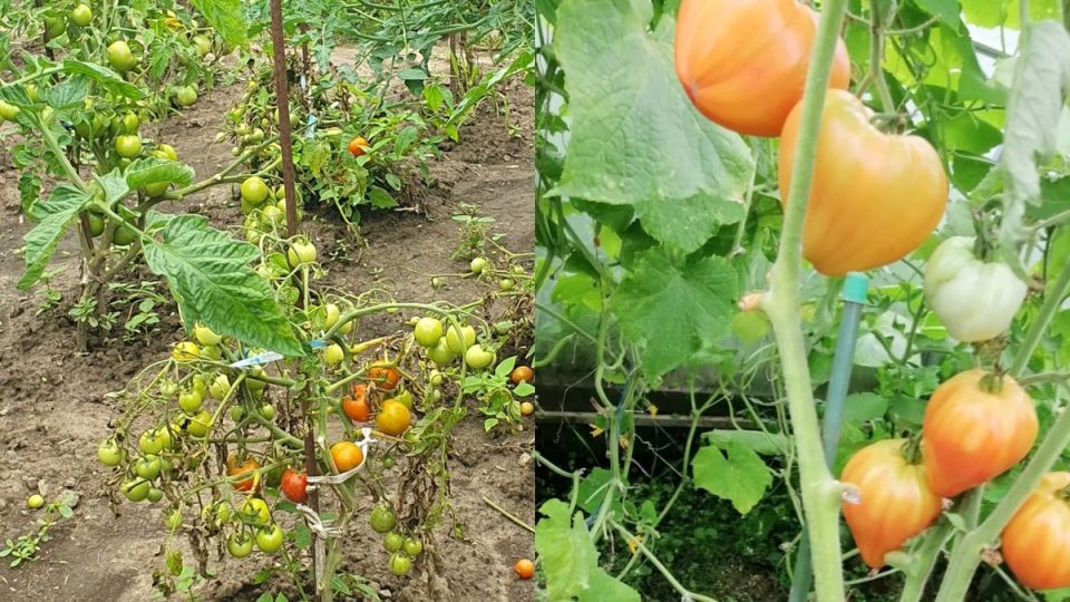 Томаты, которые растут без полива: секреты и фавориты