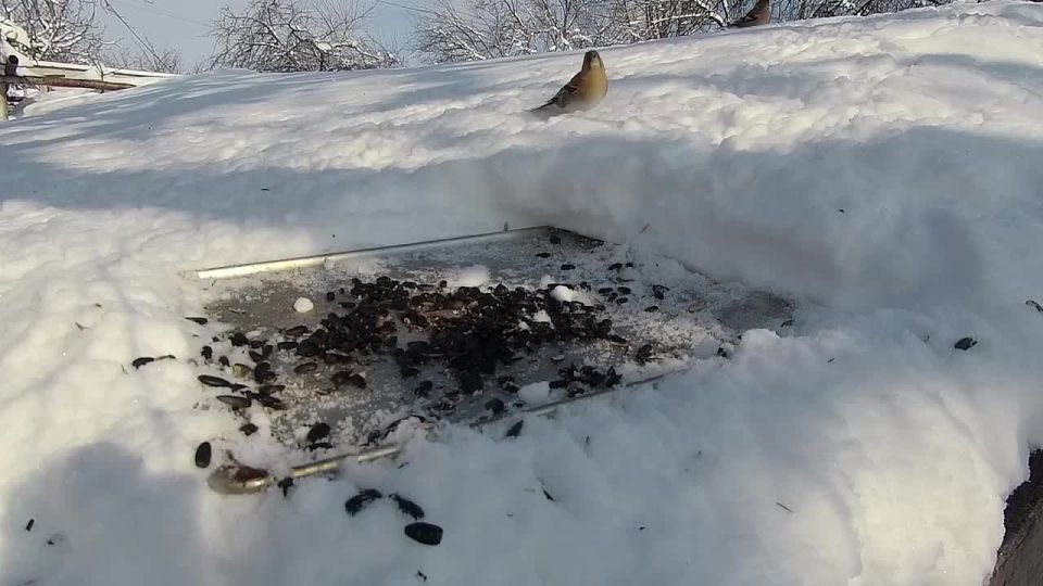 Наш телеоператор Алексей Свеженцев понаблюдал за жизнью диких птиц в их естественной среде обитания