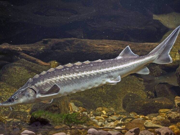 Доступные рыбные деликатесы для новогоднего стола